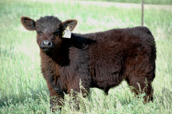 224A&nbsp; Heat Wave1 Steer (June Picture)