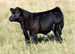 4B Friction Bull