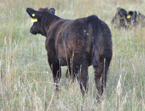 M24F Heat Wave 1 Heifer