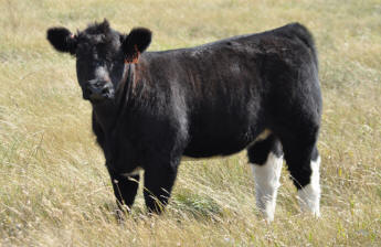 Click here for Heifer Pictures