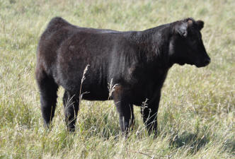 M24E Heat Wave 1 Heifer