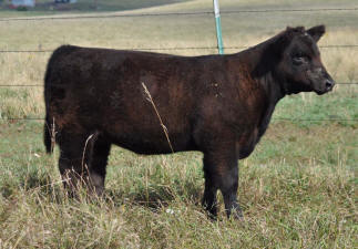 M24F Heat Wave 1 Heifer