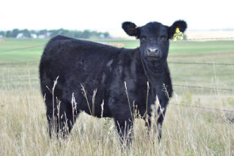 M24K&nbsp; Hollywood Heifer