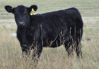 M24K&nbsp; Hollywood Heifer