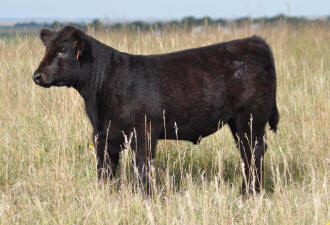 P30&nbsp;Heat Wave 1 Steer