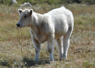 R20 Tin Man heifer