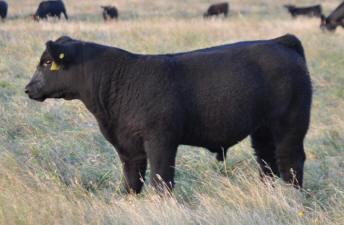 6A Heat Wave Bull - Full Sib to Smooth Sailing
