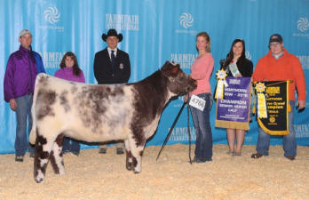 RC Show Cattle