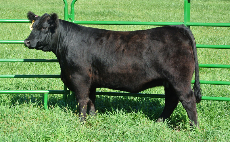 Southwest Iowa Club Calves