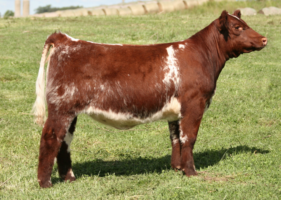 Tag 61 Stardust Shothorn Heifer