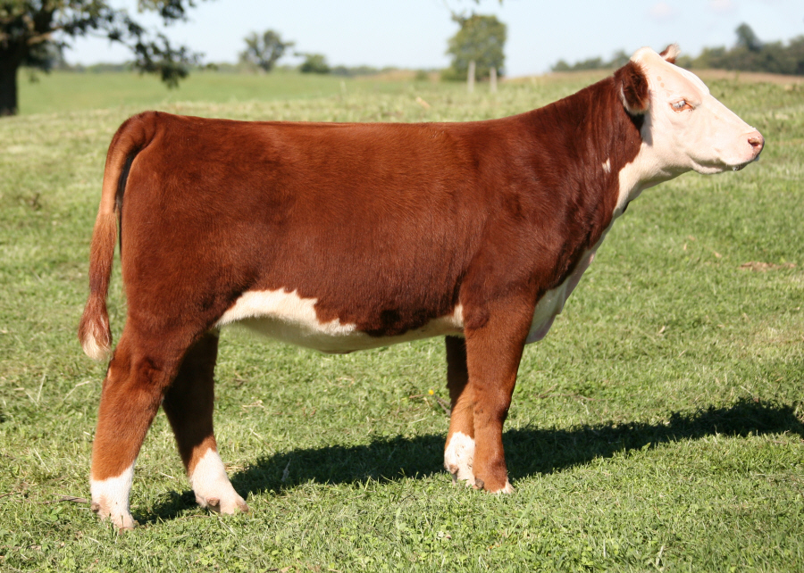 Tag 62 Purple Milsap Hereford Heifer