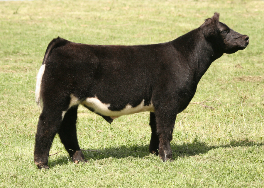 Tag 657 Bearcat Shorthorn Plus Steer