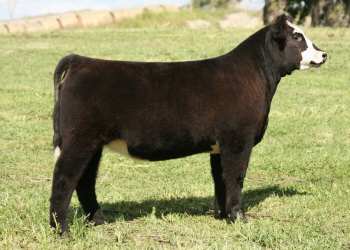 Tag 67 Made To Order Heifer