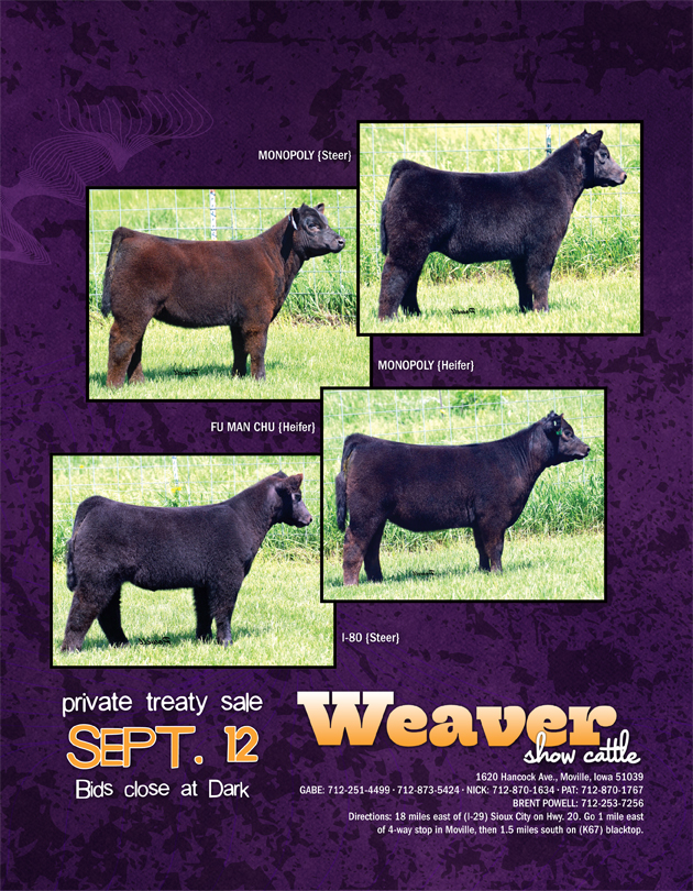 Weaver Show Cattle