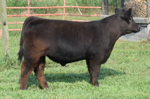 Wolfe Farms Show Cattle